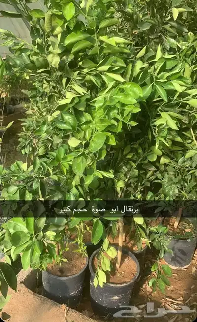 مشتل الاكليل الباحه - محافظه القرى - قريه ال سلمان 14
