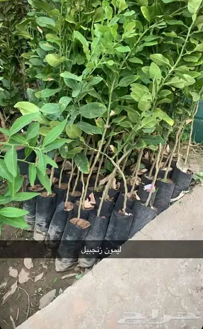 مشتل الاكليل الباحه - محافظه القرى - قريه ال سلمان 6