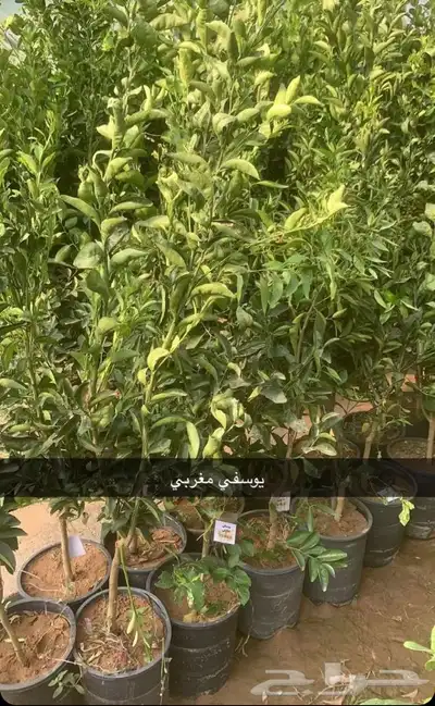 مشتل الاكليل الباحه - محافظه القرى - قريه ال سلمان 12