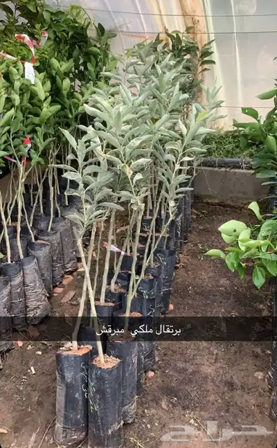 مشتل الاكليل الباحه - محافظه القرى - قريه ال سلمان 5