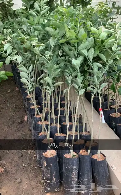 مشتل الاكليل الباحه - محافظه القرى - قريه ال سلمان 2