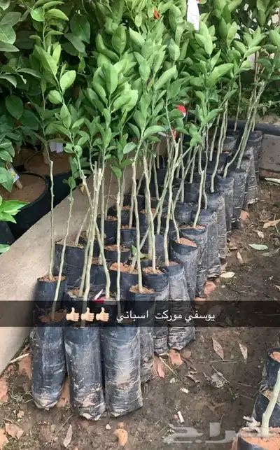 مشتل الاكليل الباحه - محافظه القرى - قريه ال سلمان 7