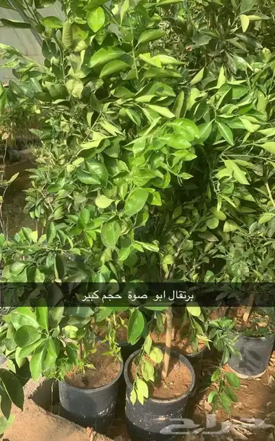 مشتل الاكليل الباحه - محافظه القرى - قريه ال سلمان 13