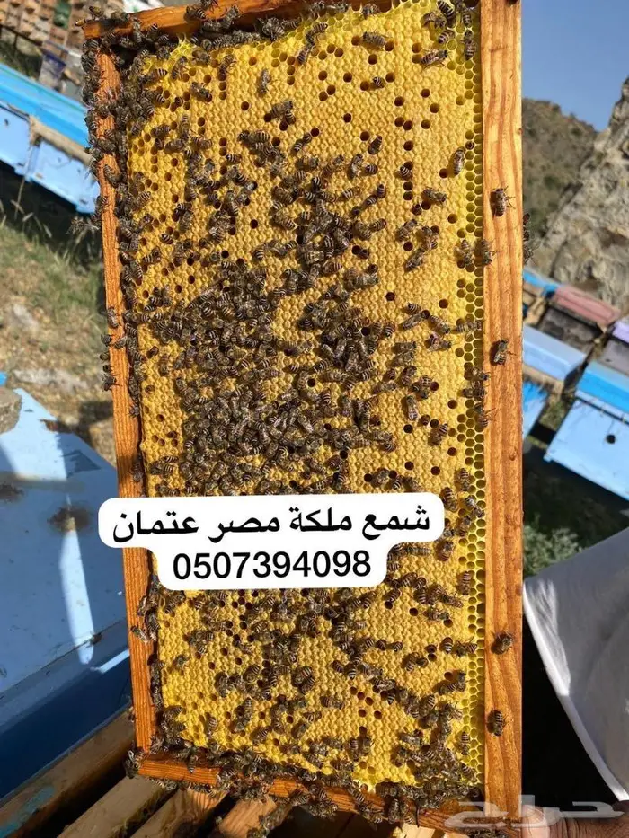 للبيع براويز نحل وادوات مناحل الدرب 6