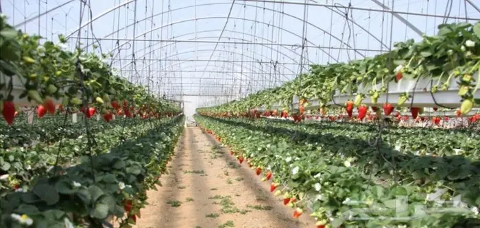 بيوت محمية و صالات زراعية مكيفة 5