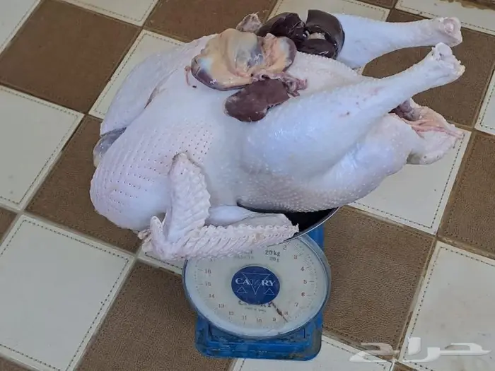 ديك رومي مذبوح من 4 إلى 9 كيلو 3