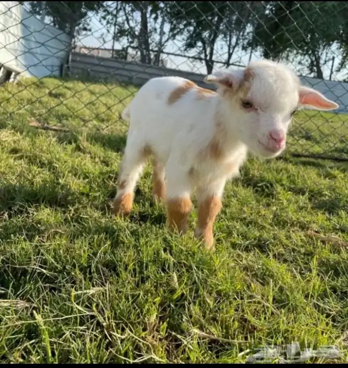 ماعز قزم صغير الماعز القزم 22