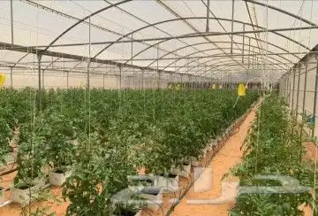 زراعة مائية 2