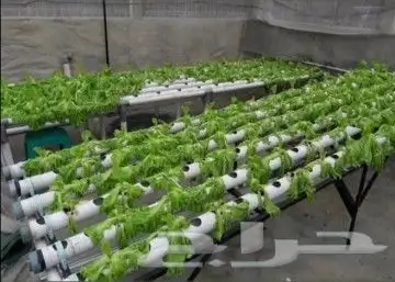 زراعة مائية 5