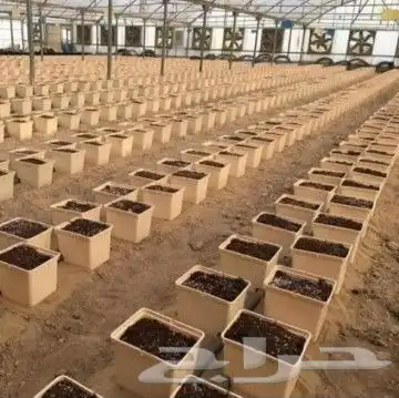 زراعة مائية 0