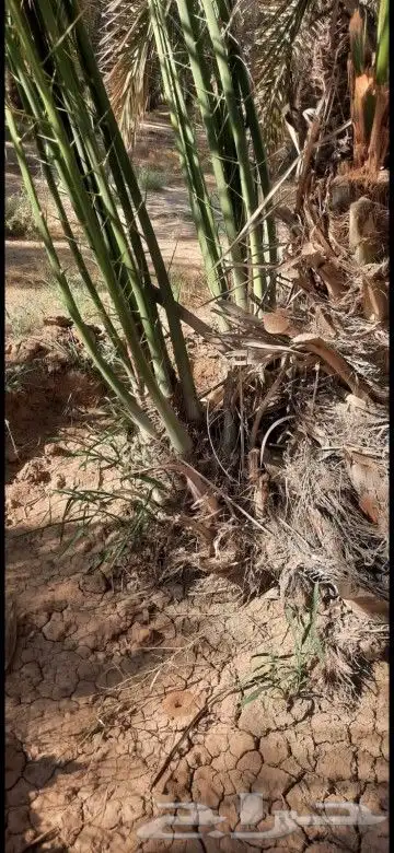 لبيع فسايل نخل خلاص وبرحي سكري 1