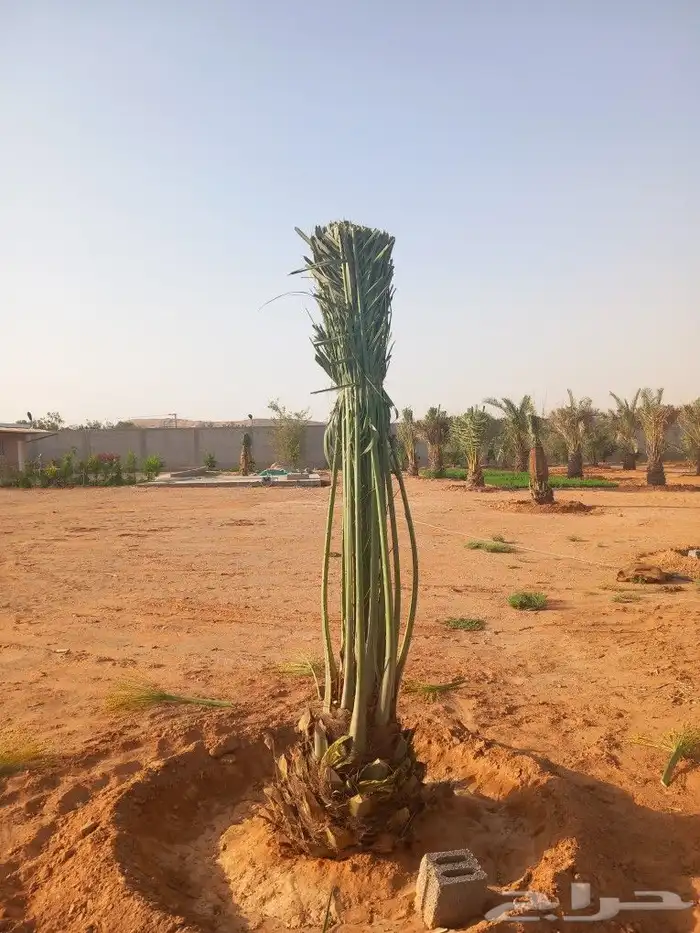 قلع وغرس وتكريب وتحويض وتنظيف النخيل 1
