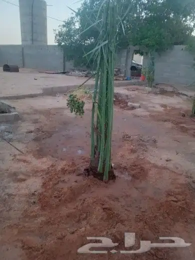 فسائل نخيل ممتازه 1