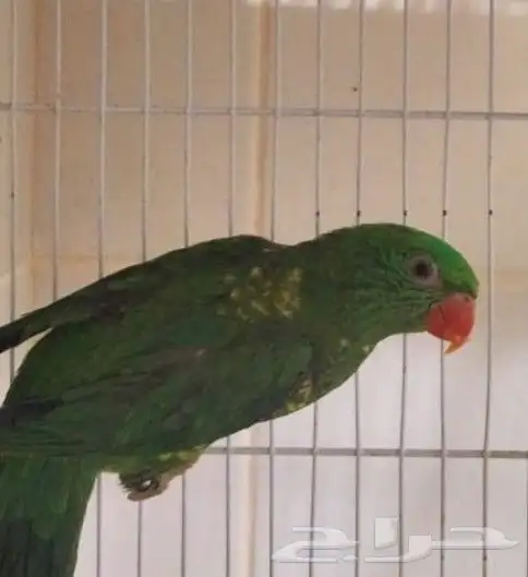 ما شاء الله تعالى جوز لوري سكالي منتج لهواة النوادر 1