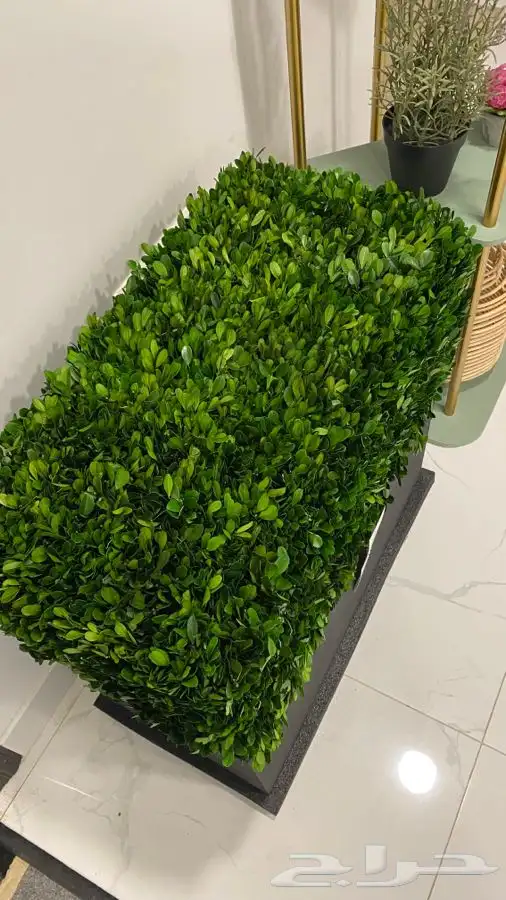 شجر طبيعي من محل وست الم مجفف 9