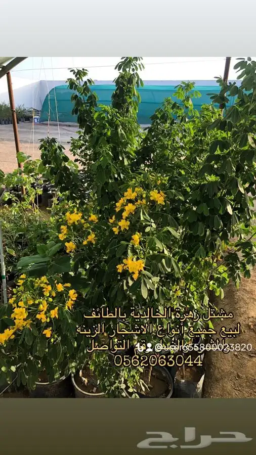 شتلات زراعية مميزة 3