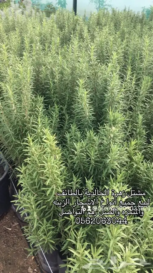 شتلات زراعية مميزة 4
