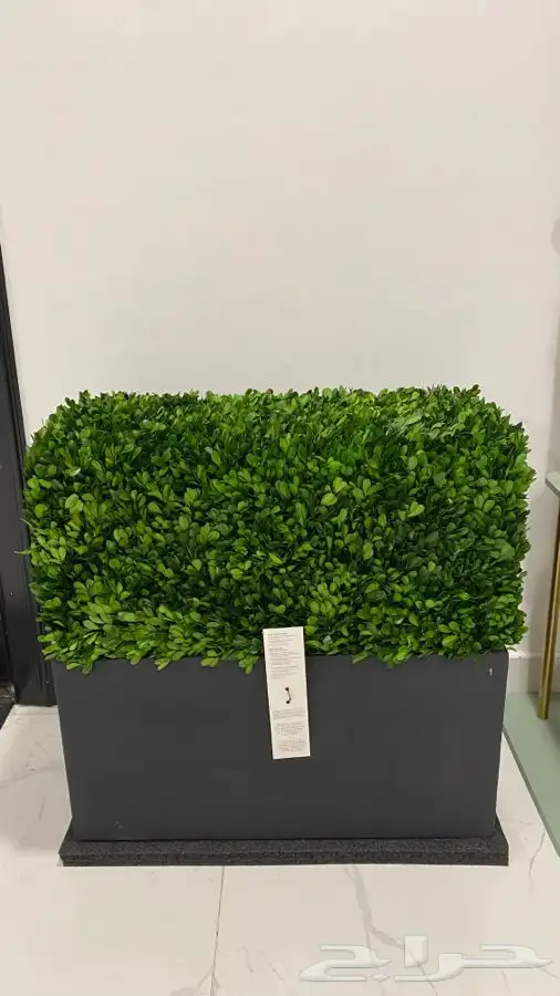 شجر طبيعي من محل وست الم مجفف 8