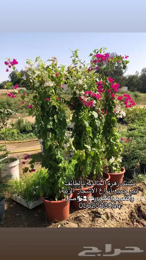 شتلات زراعية مميزة 1
