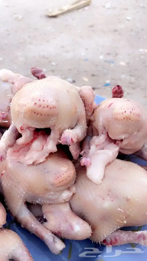 حمام فرنسي سوبر جامبوو 6