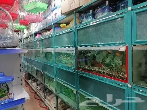 طيور قطط أسماك مستلزمات 7