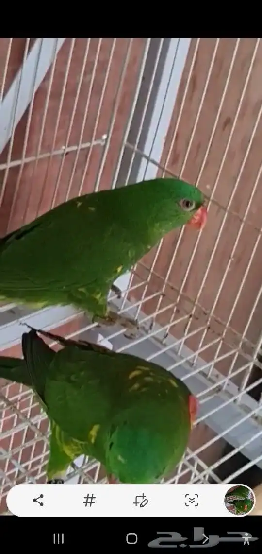 ما شاء الله تعالى جوز لوري سكالي منتج لهواة النوادر 2