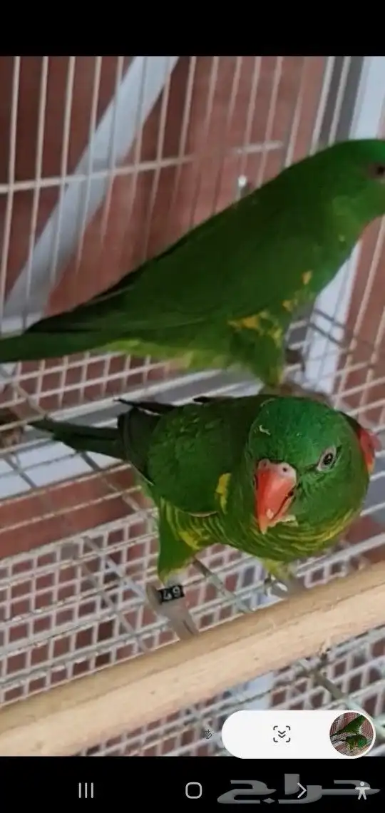 ما شاء الله تعالى جوز لوري سكالي منتج لهواة النوادر 4