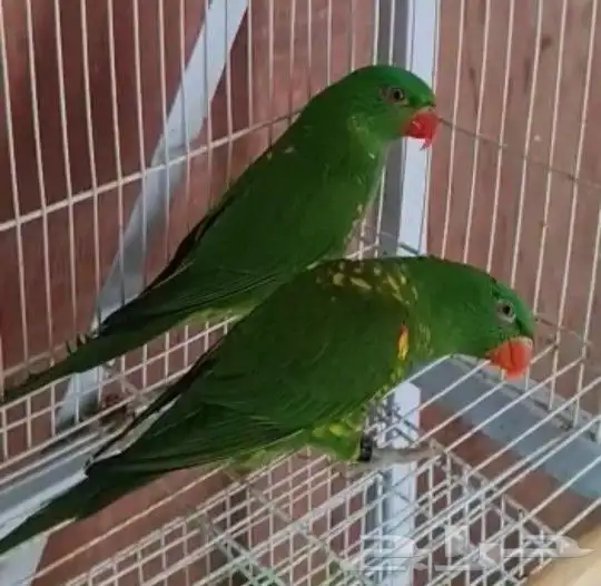 ما شاء الله تعالى جوز لوري سكالي منتج لهواة النوادر 5