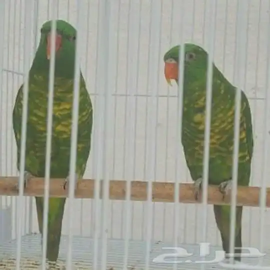 ما شاء الله تعالى جوز لوري سكالي منتج لهواة النوادر 3