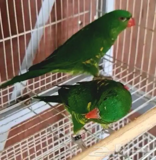 ما شاء الله تعالى جوز لوري سكالي منتج لهواة النوادر 7