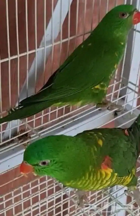 ما شاء الله تعالى جوز لوري سكالي منتج لهواة النوادر 0