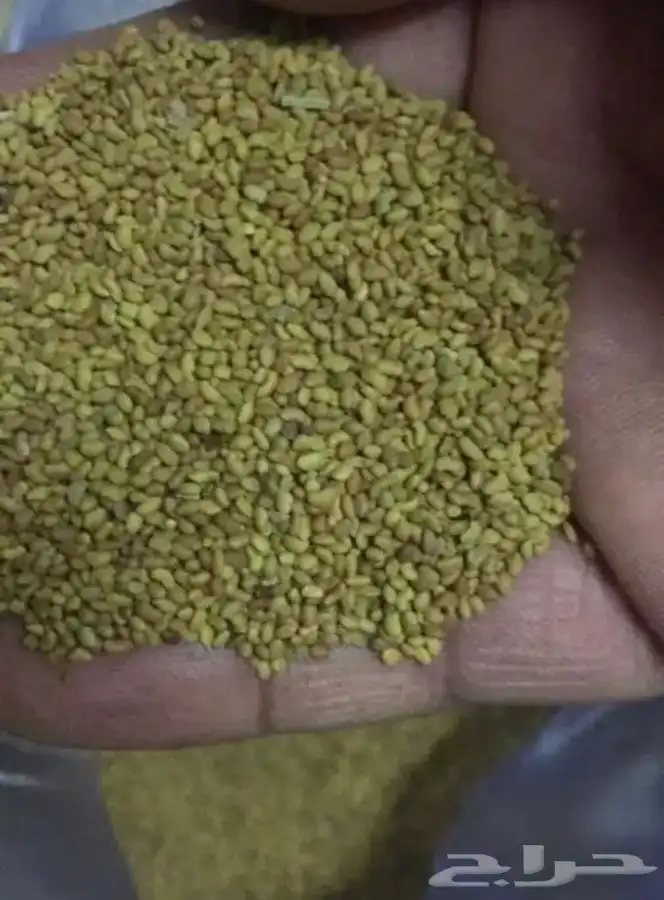 بذور برسيم حساوي 2