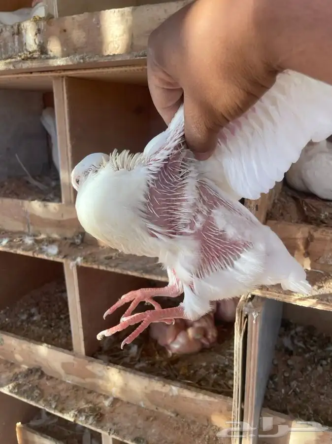 حمام فرنسي سوبر جامبوو 3