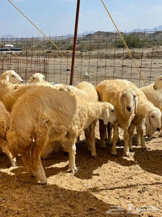 ذبايح حرية طليان حري رخال حري جدة طريق بريمان 1