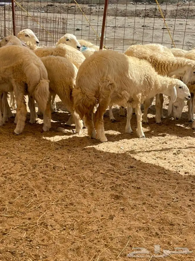 ذبايح حرية طليان حري رخال حري جدة طريق بريمان 2