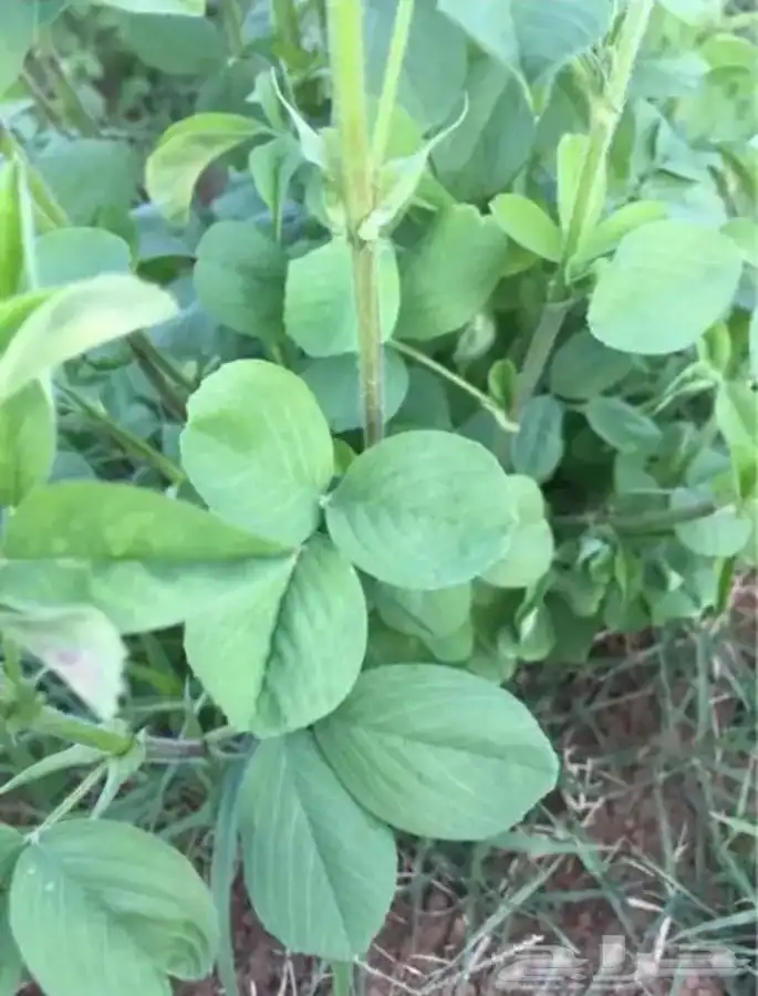 بذور برسيم حساوي 0