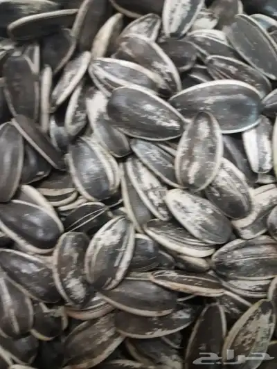 أكل كناري وفصفص  واكل مشكل لجميع أنواع الطيور 3