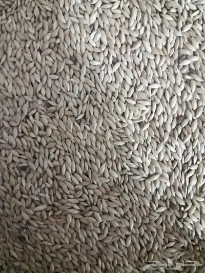 أكل كناري وفصفص  واكل مشكل لجميع أنواع الطيور 2