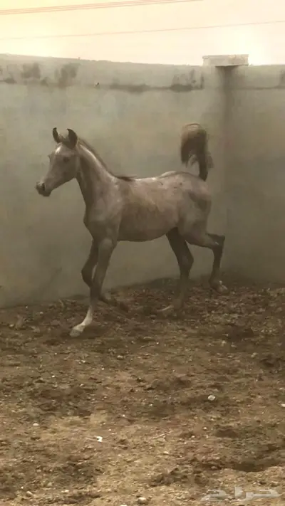 مهره واهو عربية اصيلة 2