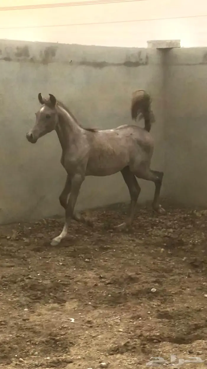مهره واهو عربية اصيلة 2