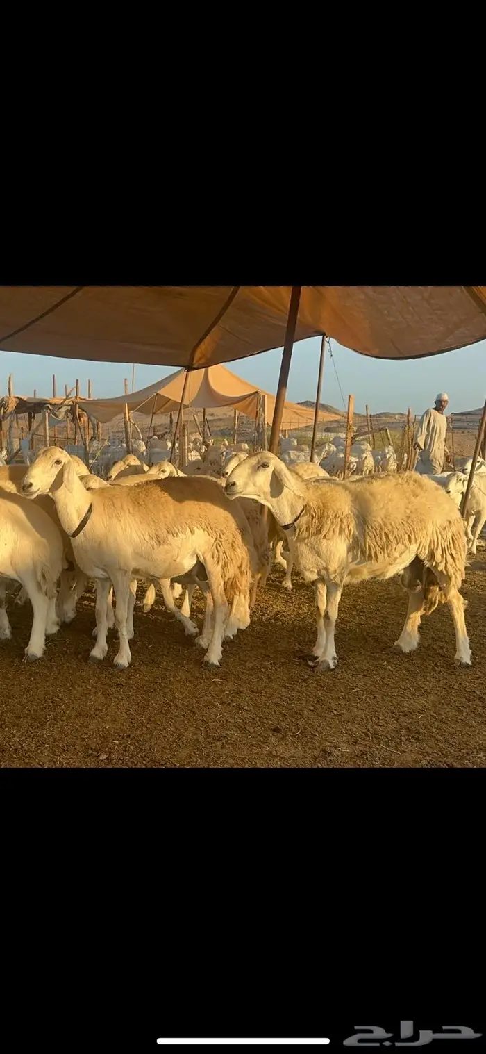 غنم حرية الوبره الملكيه صنف وجرم 62 بفحلين 0