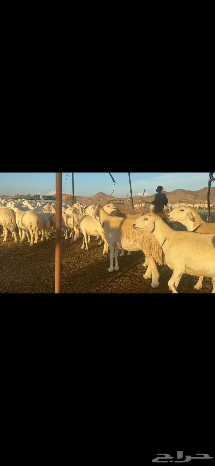 غنم حرية الوبره الملكيه صنف وجرم 62 بفحلين 1