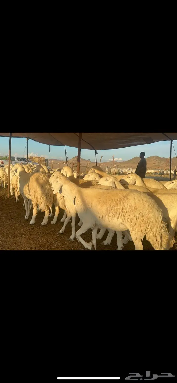 غنم حرية الوبره الملكيه صنف وجرم 62 بفحلين 2