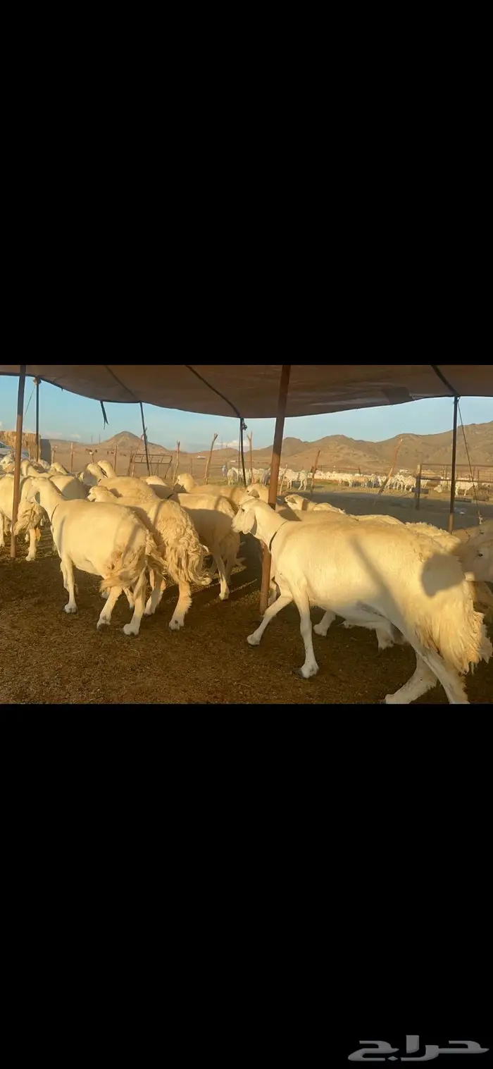 غنم حرية الوبره الملكيه صنف وجرم 62 بفحلين 3