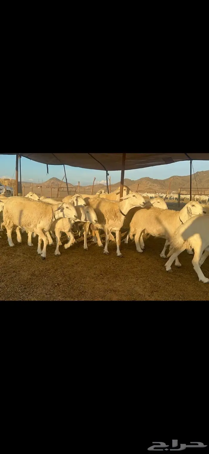 غنم حرية الوبره الملكيه صنف وجرم 62 بفحلين 4