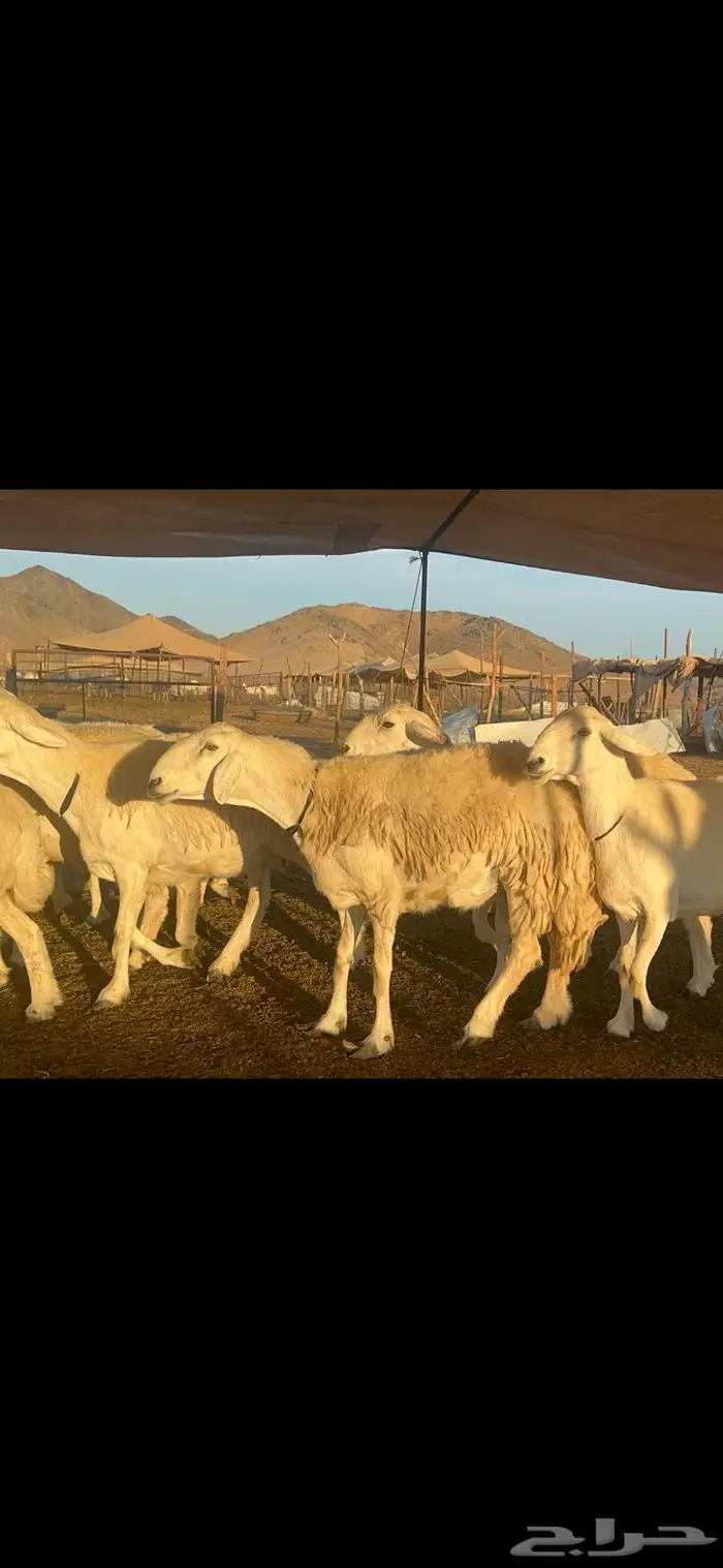 غنم حرية الوبره الملكيه صنف وجرم 62 بفحلين 5