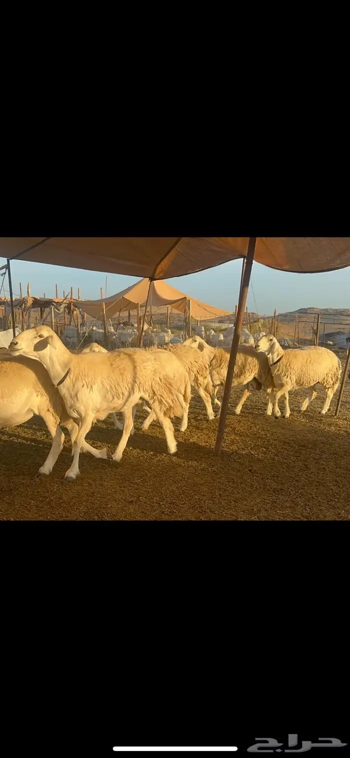 غنم حرية الوبره الملكيه صنف وجرم 62 بفحلين 6