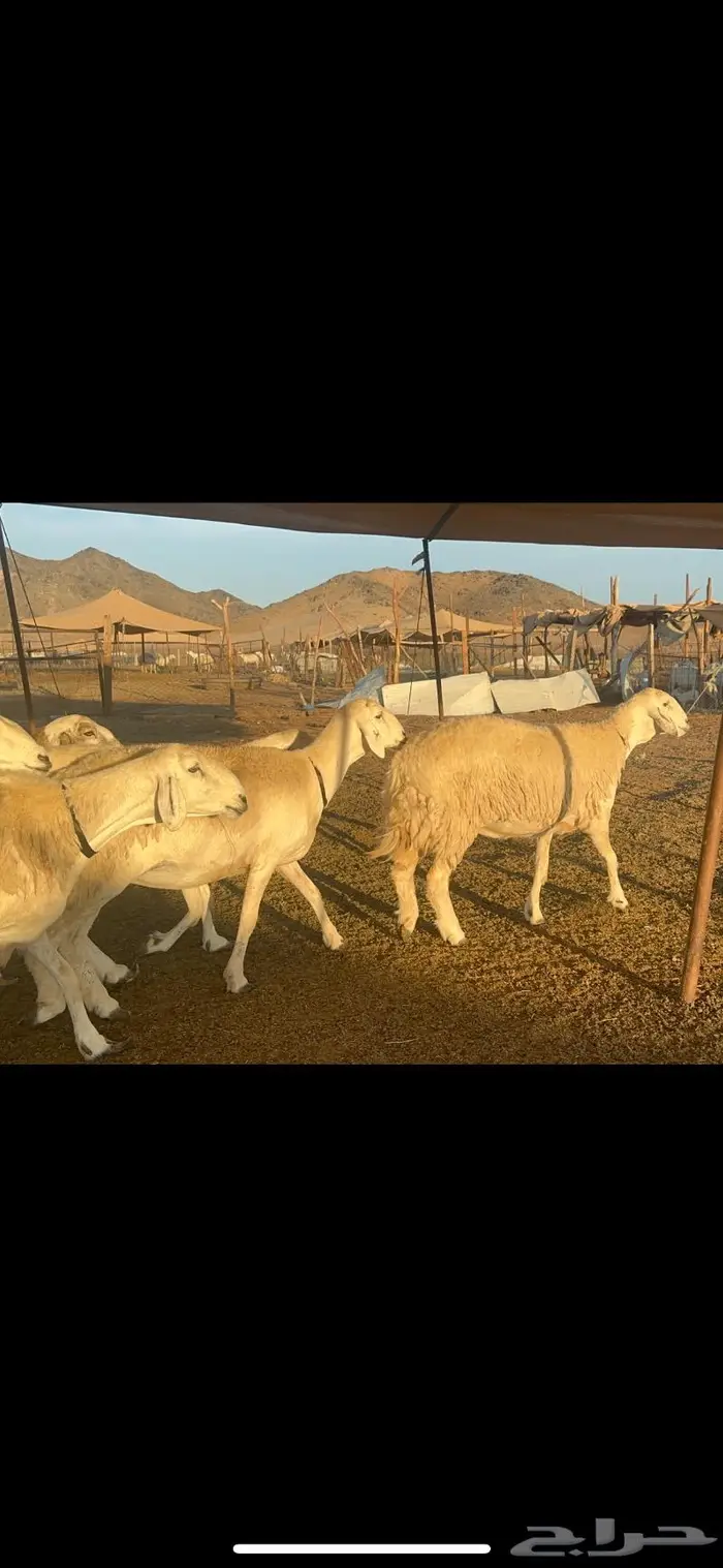 غنم حرية الوبره الملكيه صنف وجرم 62 بفحلين 7