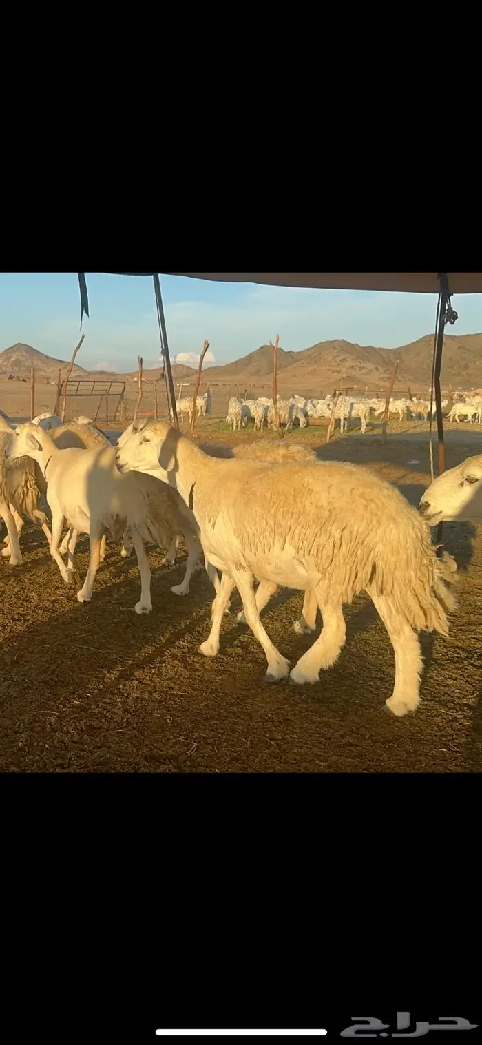 غنم حرية الوبره الملكيه صنف وجرم 62 بفحلين 9