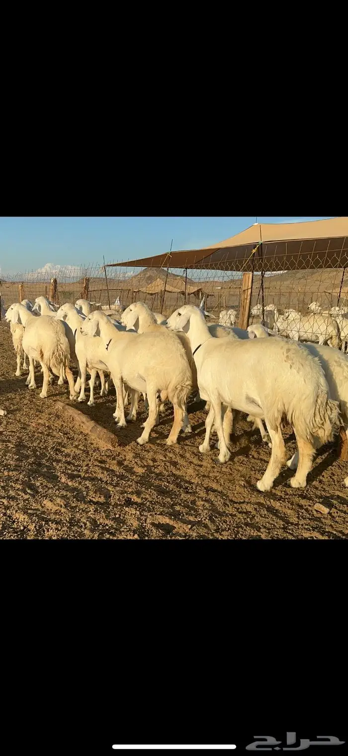 غنم حرية الوبره الملكيه صنف وجرم 62 بفحلين 10